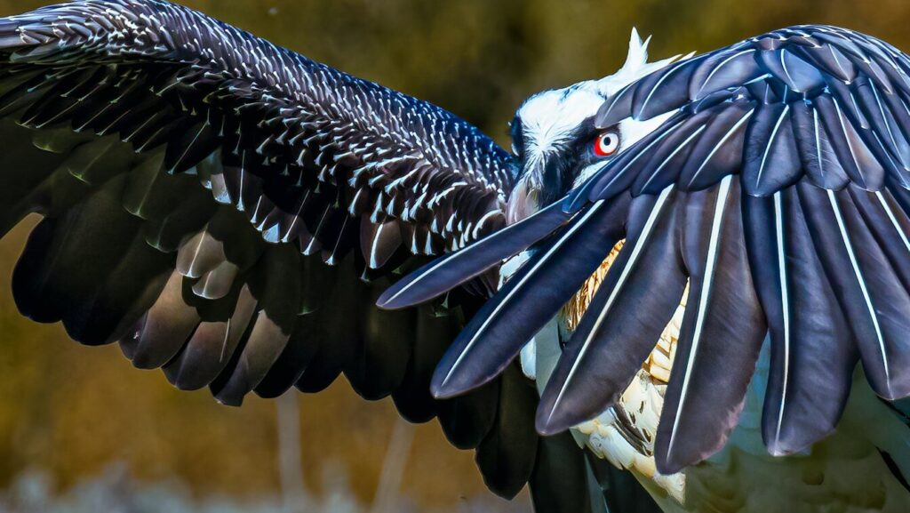 Bearded Vulture with wings raised, partially covering its head