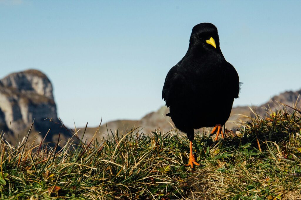 An Alpine Chough with black feathers and a yellow beak stands on grassy terrain.