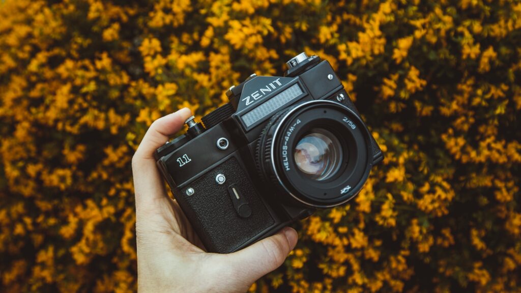 Hand holding camera above blooming yellow flowers in a field
