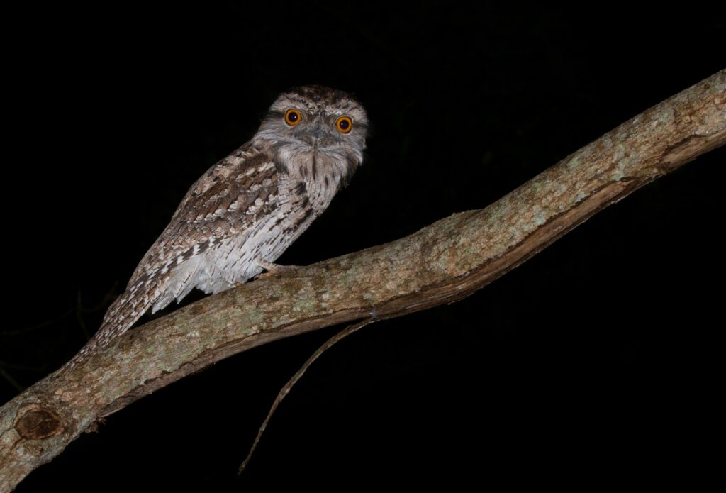 A Tawny Frogmouth perched on a branch.