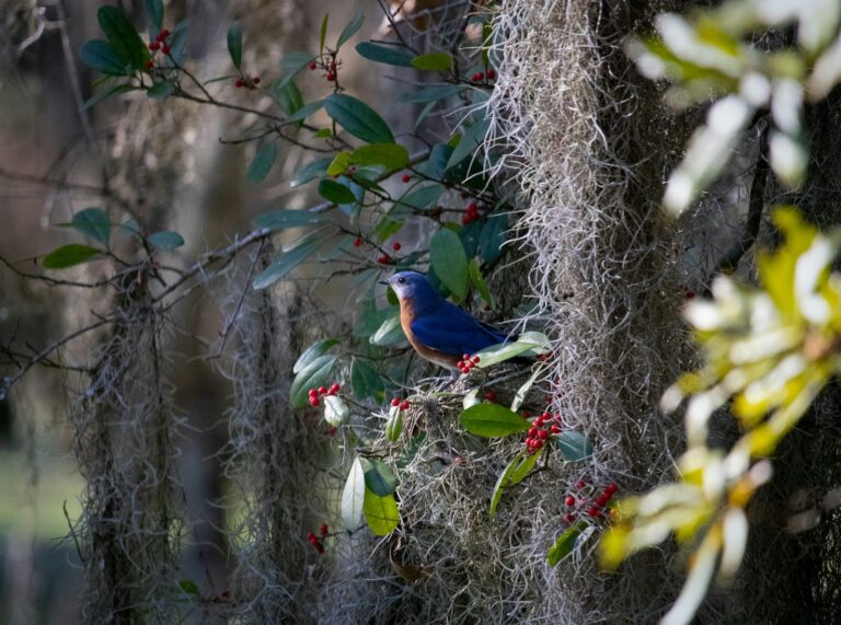 A vibrant Eastern Bluebird perches on a branch amongst red berries.