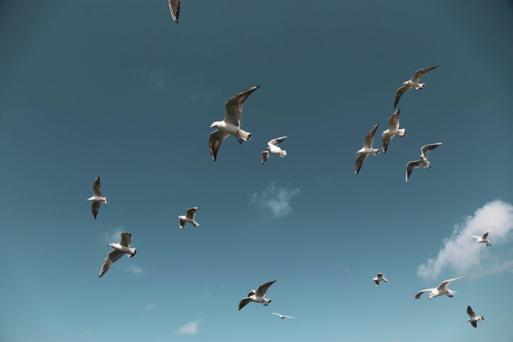 A flock of gulls, including Common, European herring, and Brown-headed gulls, flies in a blue sky.