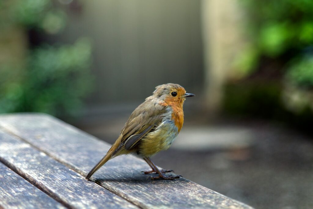 A European robin with orange breast perches on a wooden surface.