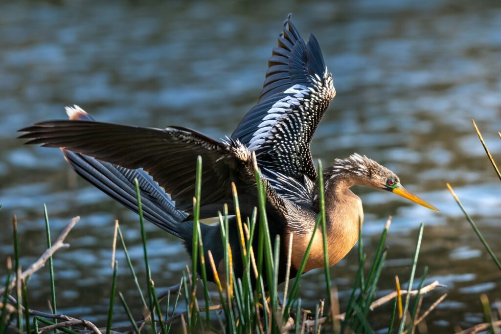 An Anhinga with a long neck and dark feathers perches near water.