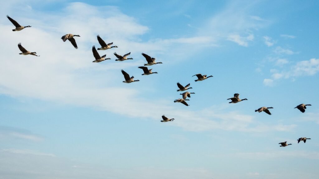 Geese in flight against a bright blue sky with white clouds