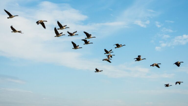 Geese in flight against a bright blue sky with white clouds