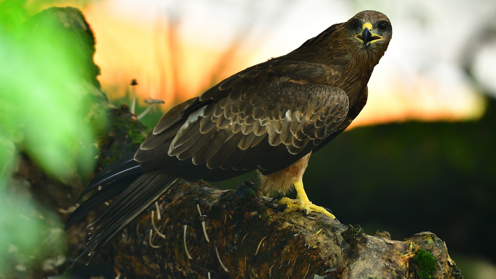 How Birds Use Fire – The Incredible Tool-Using Raptors of Australia ...
