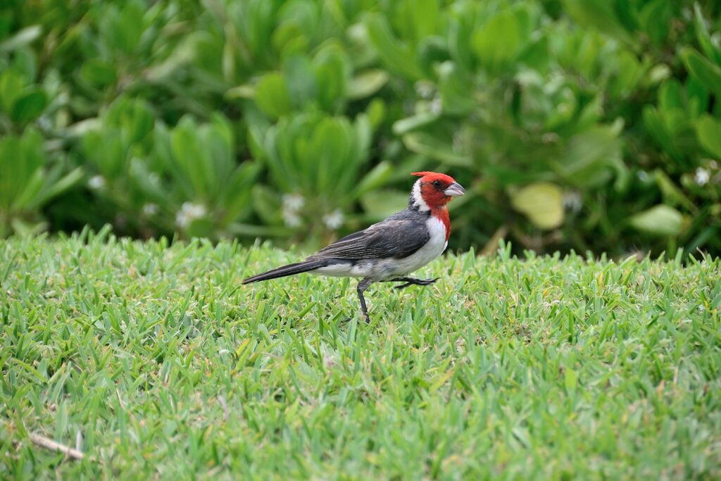 Red-crested Cardinal with vibrant red head and crest walks on green grass.