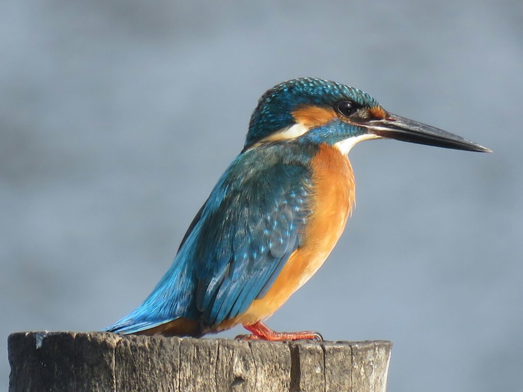 A Common Kingfisher with colorful plumage perches on a wooden post.