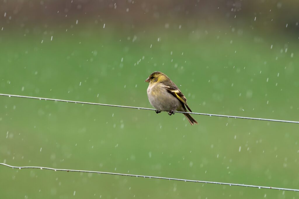 A bird sitting on a wire in the rain.