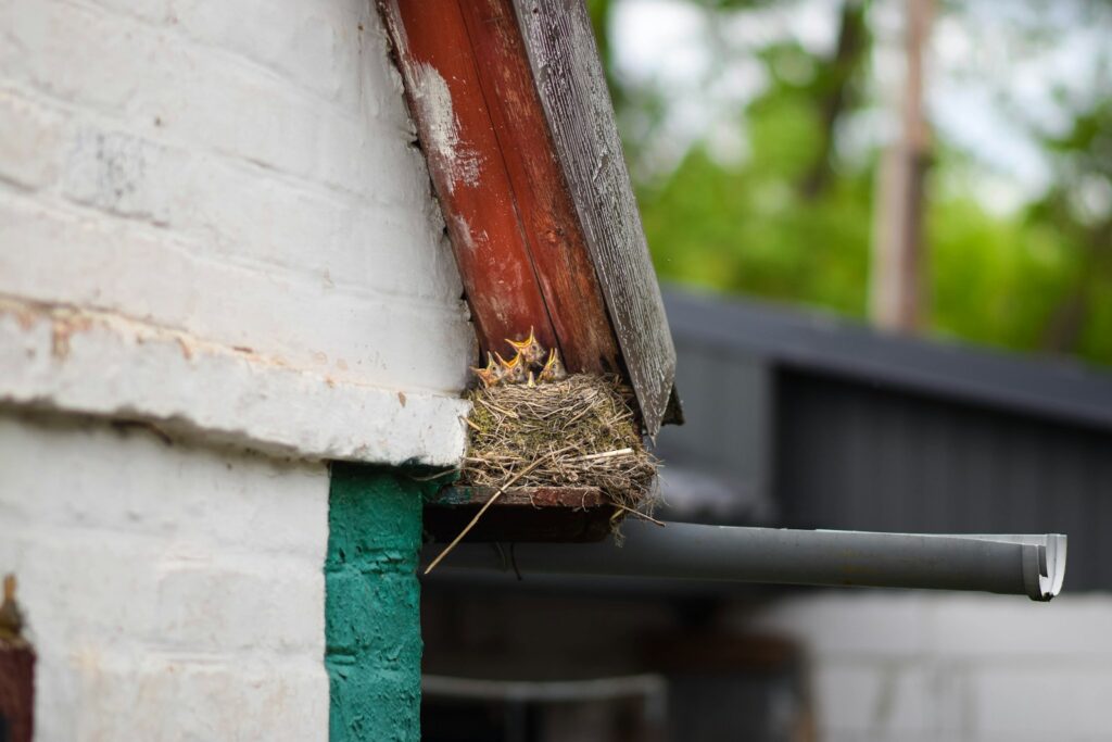 A bird's nest on the side of a building.