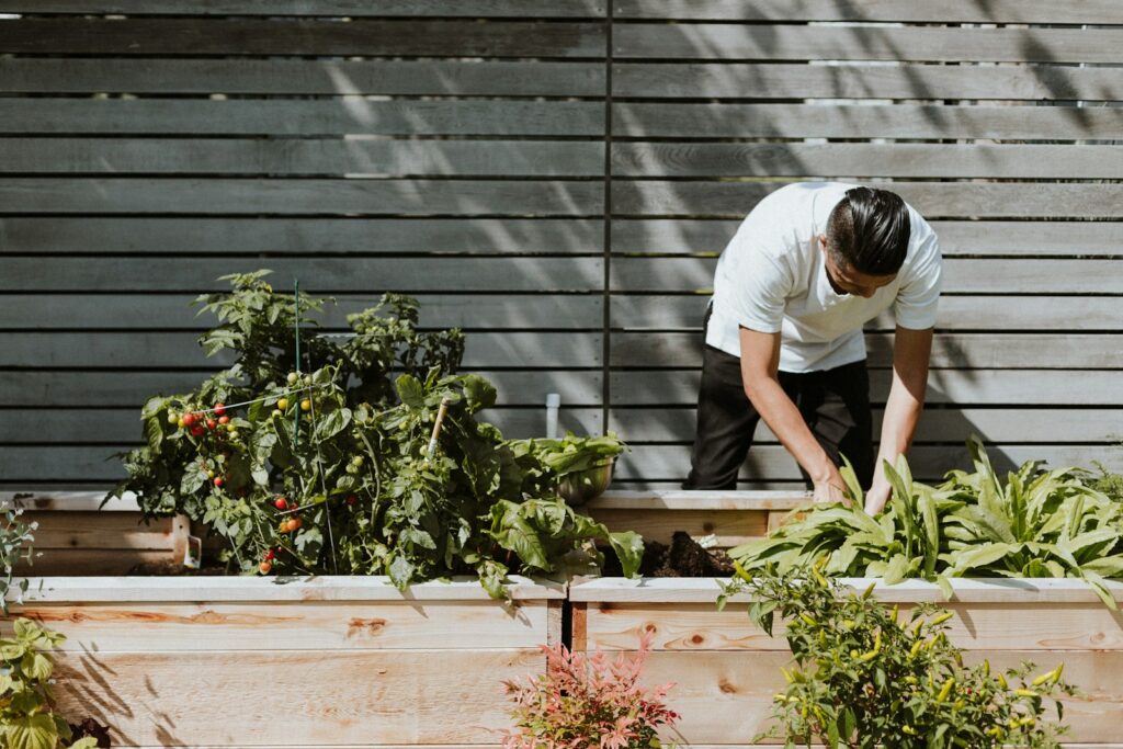 A person tends to a garden with cherry tomatoes and other plants.