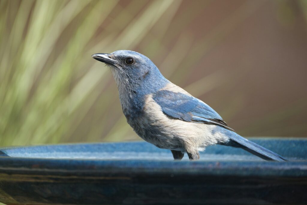 A Florida Scrub-Jay with blue and gray feathers stands on a blue surface.