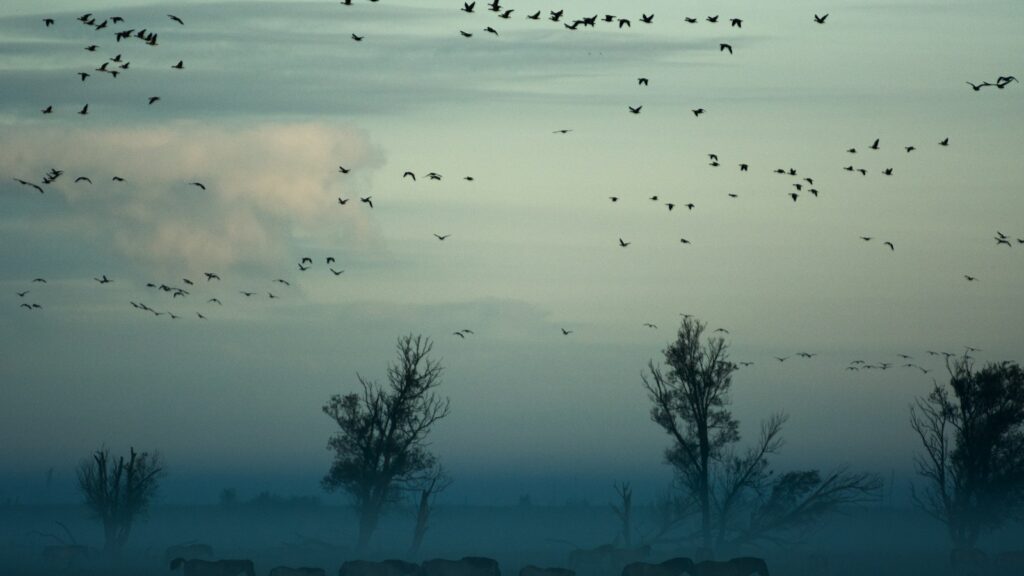 Migrating birds flying above a herd of animals