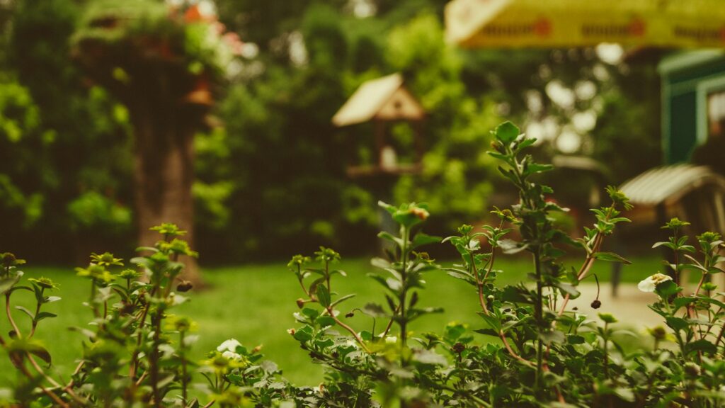 View of a well-maintained garden with plants in the foreground