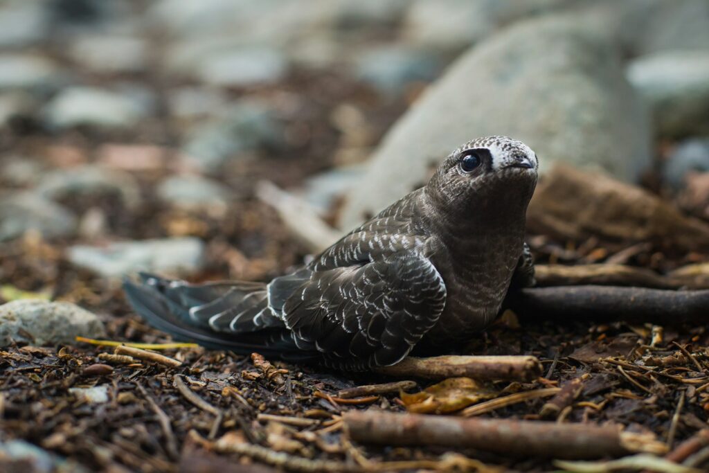 A Black Swift rests on the ground.