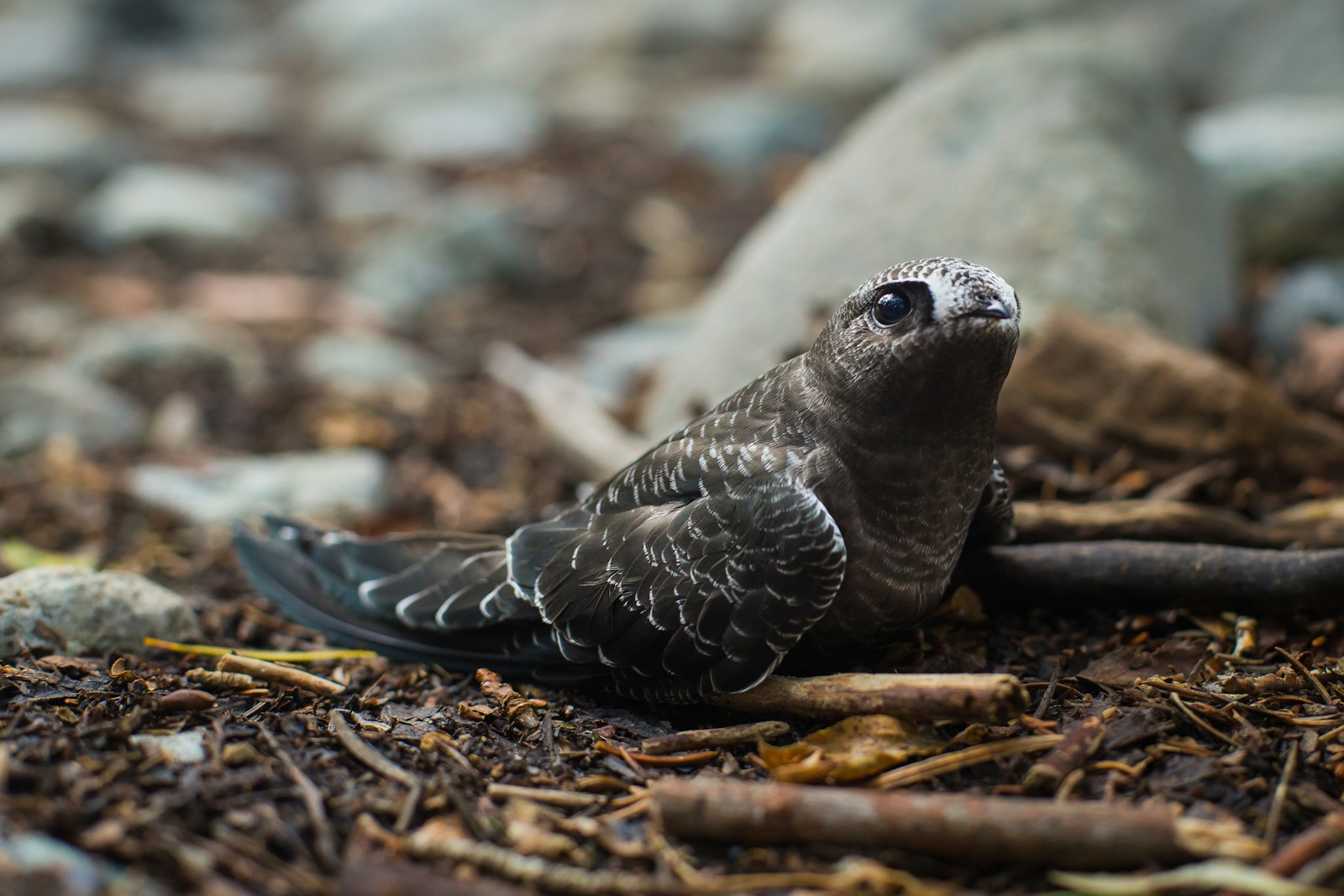 Bird gently pressing against a window, symbolizing an accidental collision