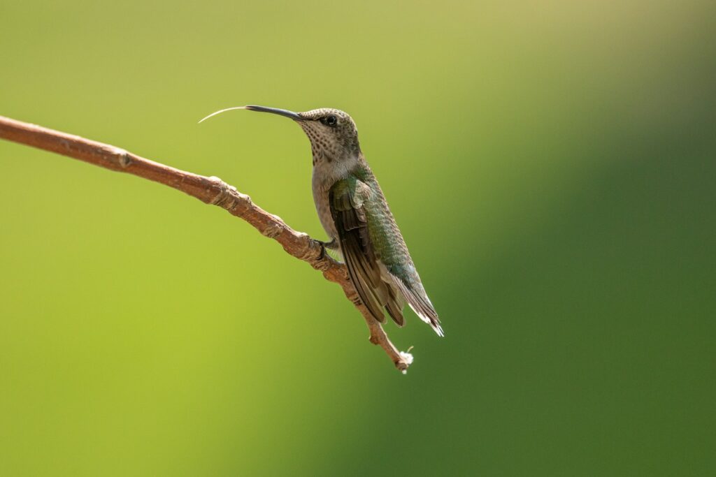 A Black-chinned hummingbird rests on a twig, its long, curved bill extended slightly.