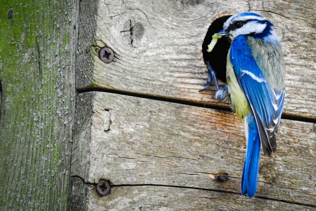 A blue jay peeks from a wooden birdhouse, holding a seed in its beak.