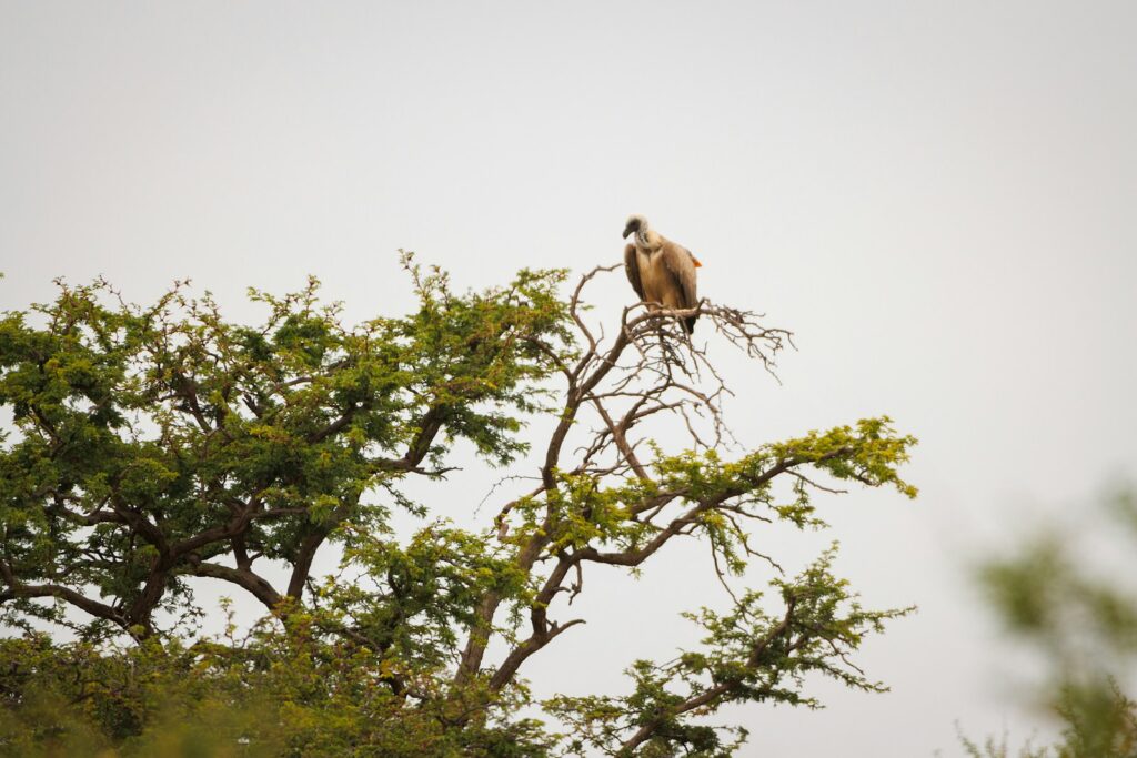 a bird sitting on top of a tree branch