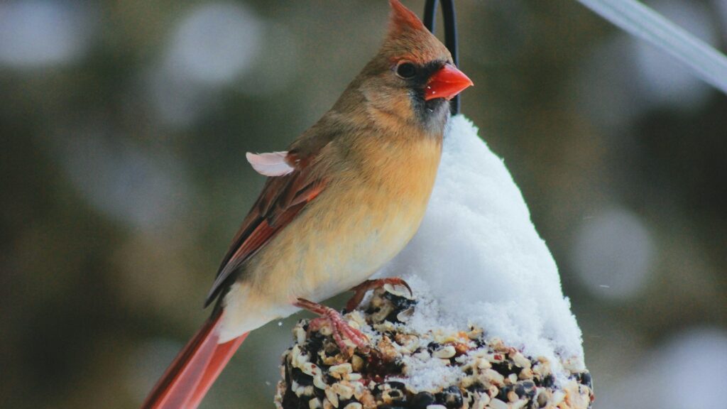 Cardinal bird perched on snow-covered hanging suet feeder in winter