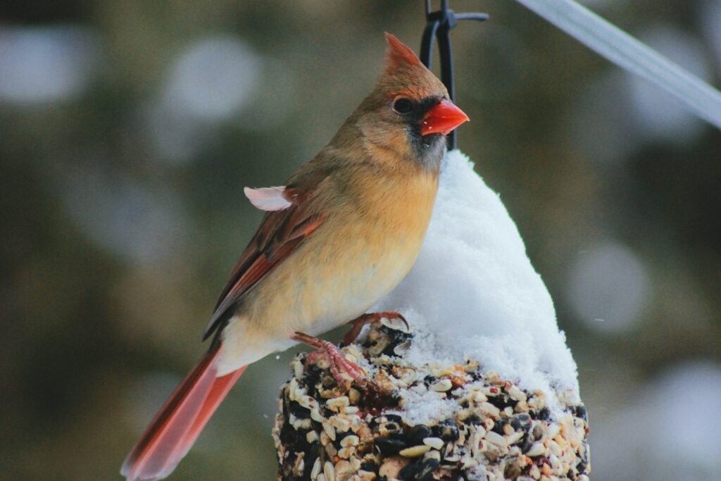A female Northern cardinal perches on a snowy feeder.