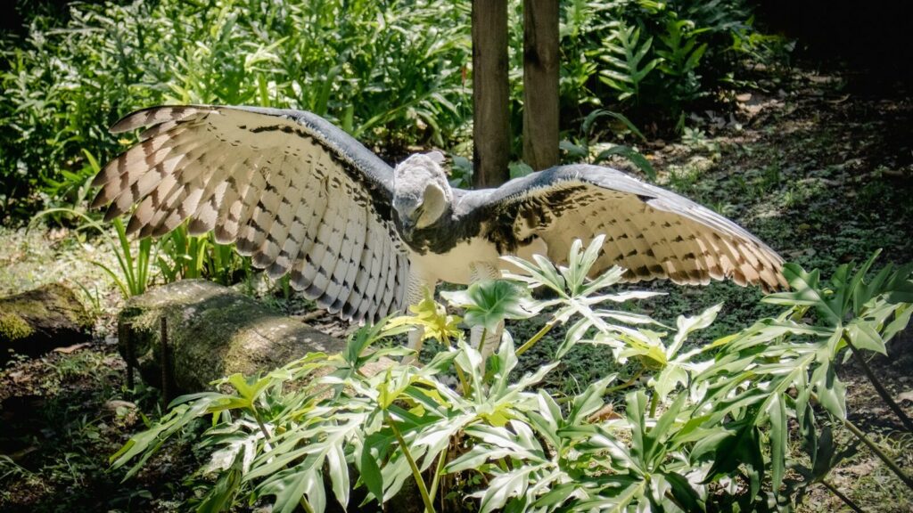 Majestic harpy eagle with outstretched wings landing on a log