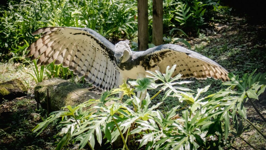 Harpy Eagle landing on a fallen log with wings fully spread
