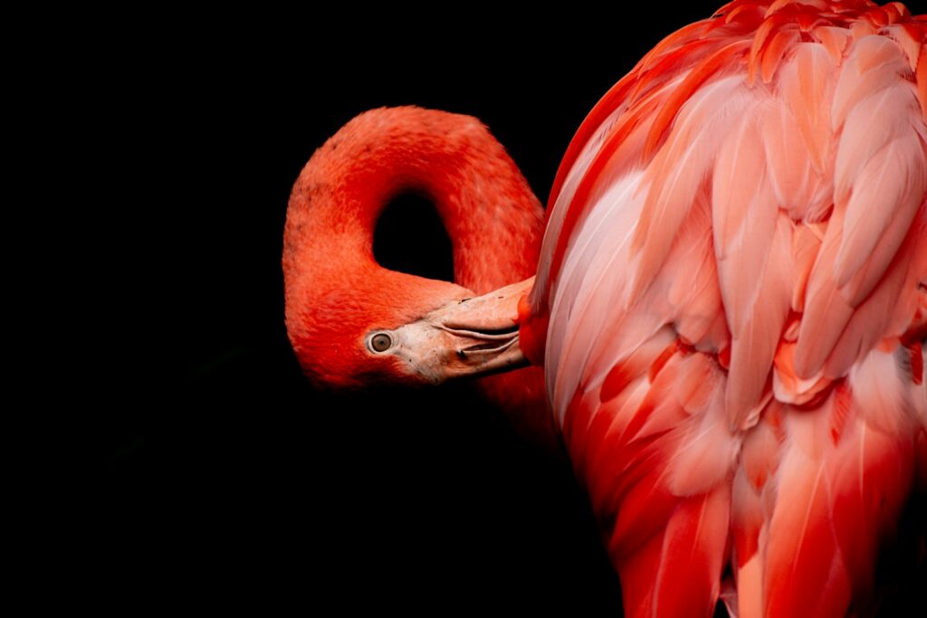 A pink flamingo stands in water with its head bent down.