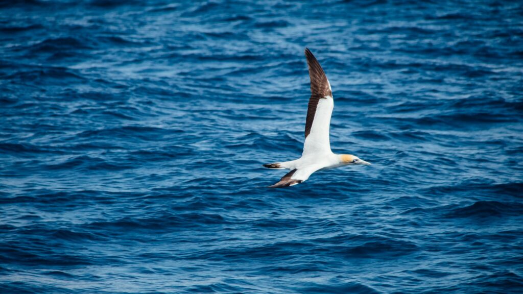 seabird flying above water