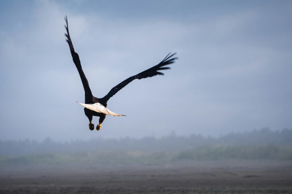 Back view of a soaring eagle gliding through open sky