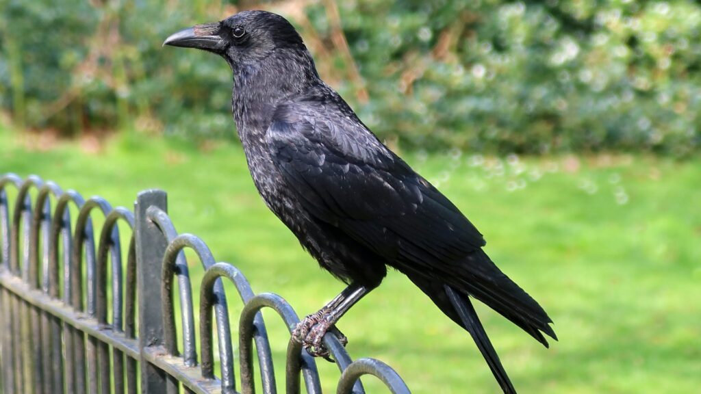 A Carrion crow perched on a metal fence.