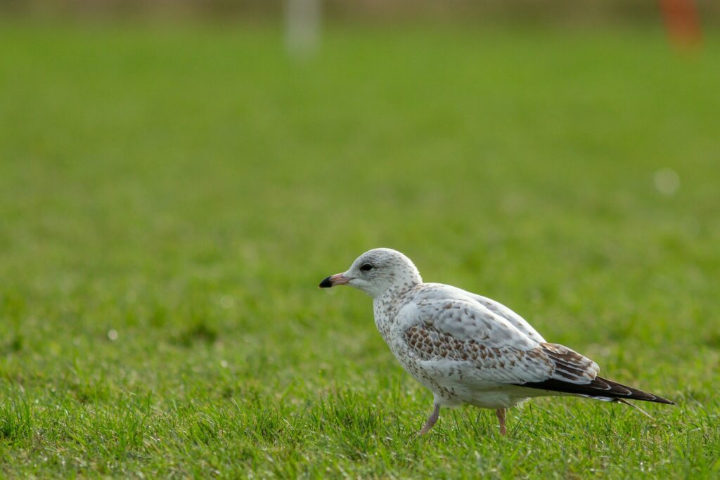 A juvenile Ring-billed gull with mottled plumage walks across green grass.