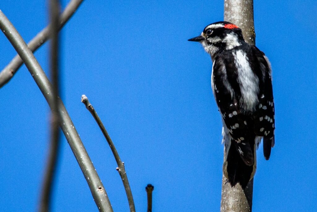 black and white bird on brown tree branch during daytime