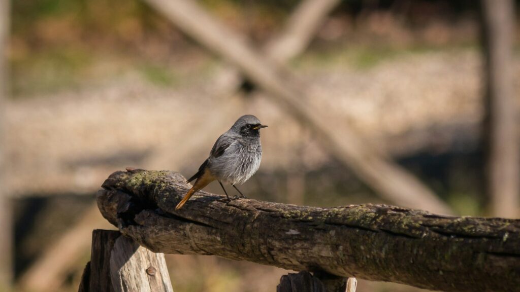 Black Redstart perched on a weathered log