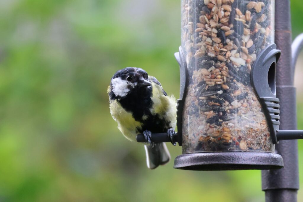 A Great Tit with yellow, black, and white feathers perches on a bird feeder.