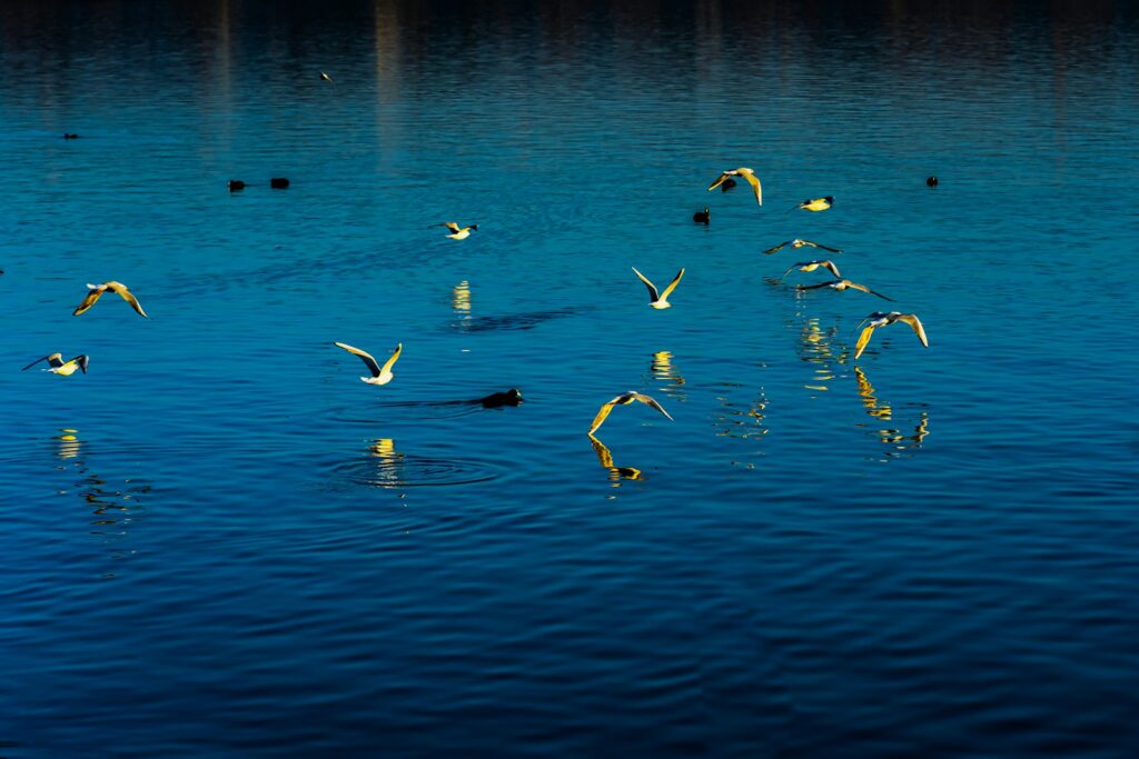 A flock of gulls flies low over blue water, with one dark bird swimming.