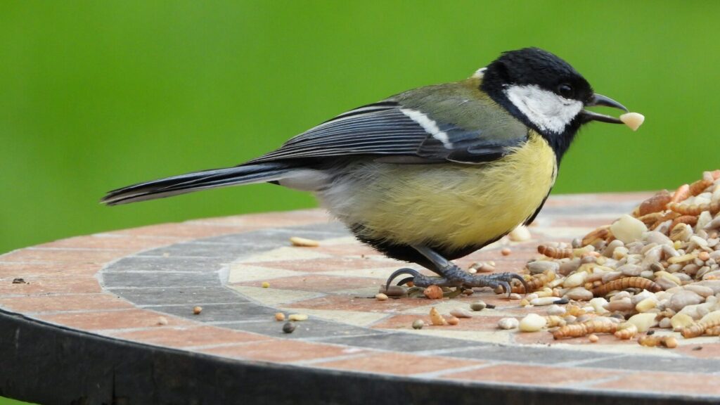 Small bird feeding on a pile of seeds and worm on top of a table