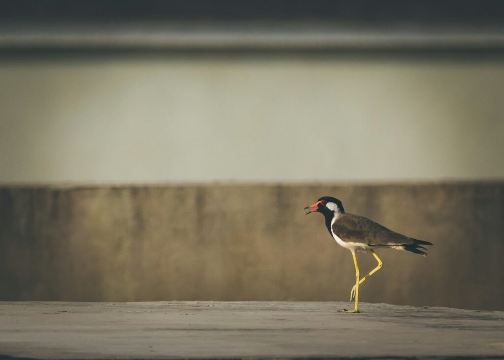 A Red-wattled Lapwing stands with its beak open, displaying its yellow legs.