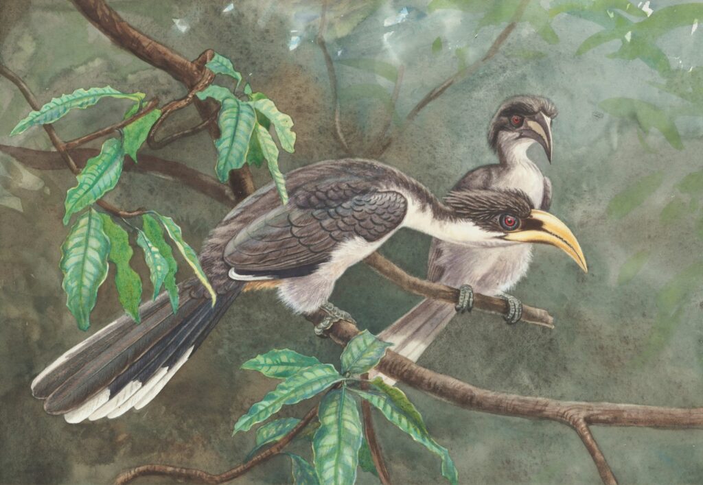A painting shows two Sri Lankan grey hornbills perched on branches.