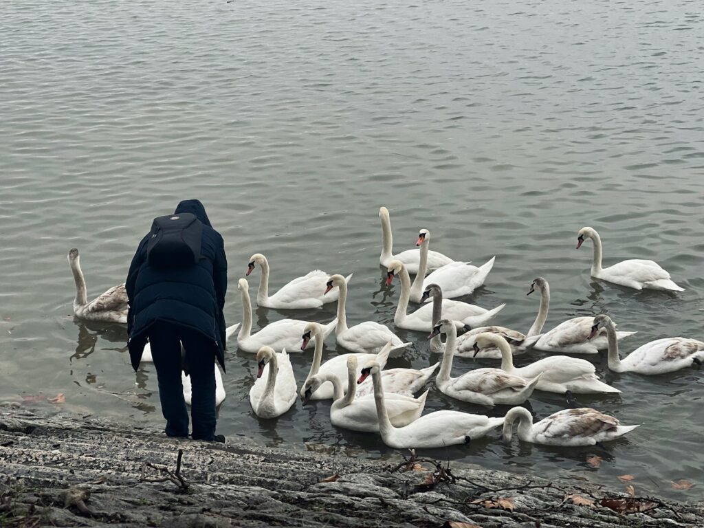 A group of swans gathers near the water's edge.