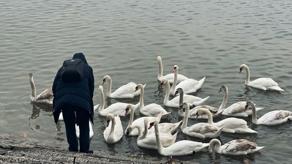 A group of swans gathers near the water's edge.