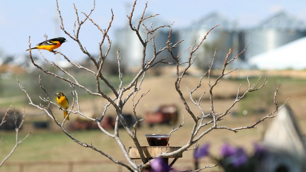 Two orioles perched on branches above a bowl of grape jelly