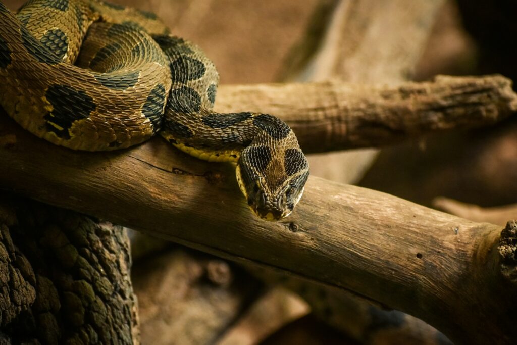 A Russell's viper, Daboia siamensis, with brown and black markings, is coiled on a branch.