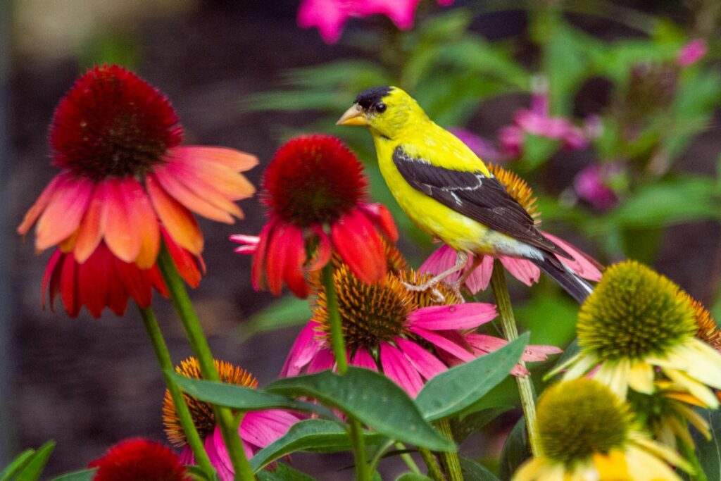 American goldfinch resting on coneflowers