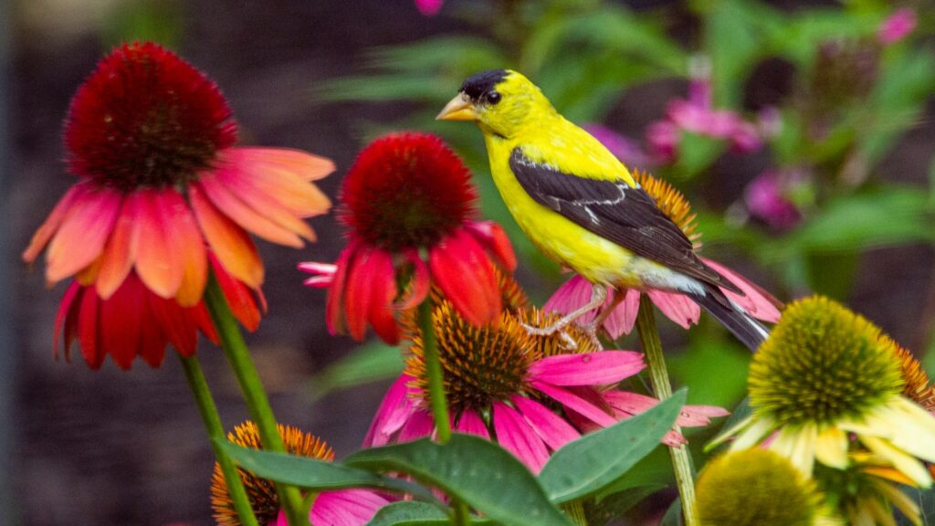 American goldfinch resting on coneflowers