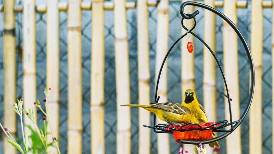 Two Hooded Orioles feeding from a hanging glass bird feeder in backyard