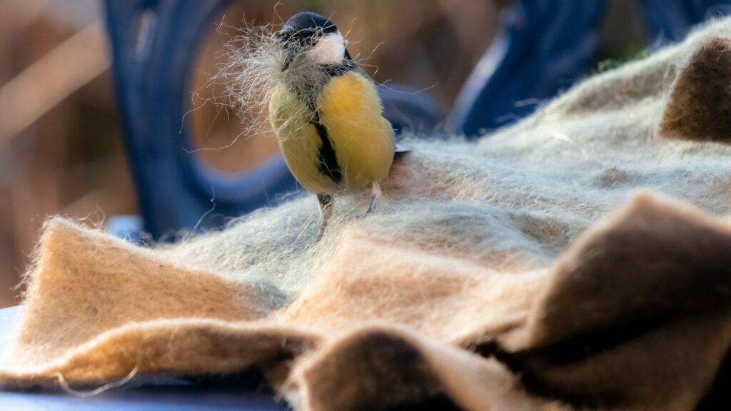 Great Tit bird collecting felt material for nest building