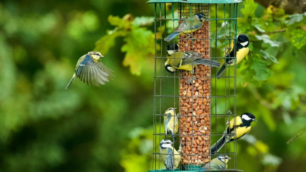 Flock of small birds gathered on hanging bird feeder.