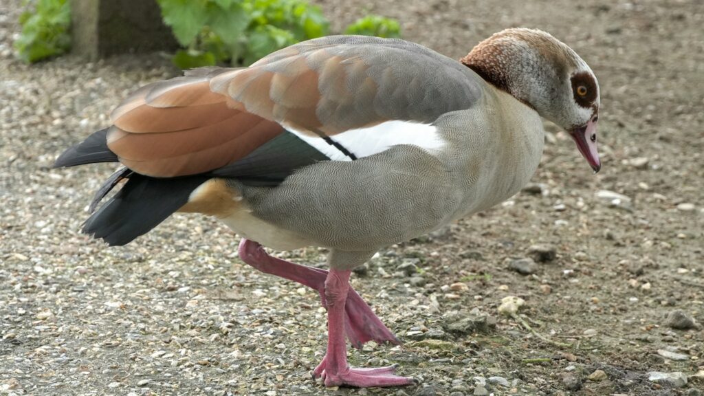 Egyptian Goose looking down at the ground actively foraging